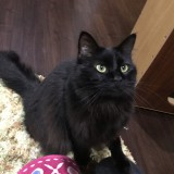 臆病な猫 セイラム  -The Scared Cat, Salem. -part 1-