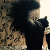 臆病な猫セイラム 2   The Scared Cat, Salem. -part 2-