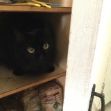 臆病な猫セイラム 3 The Scared Cat, Salem -part 3-