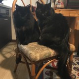 猫の日 2020/02/22